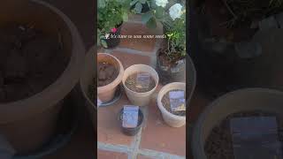 Sowing seeds✅ containergardening sowing garderningtips garden gardening youyubeshorts shorts [upl. by Annibo952]