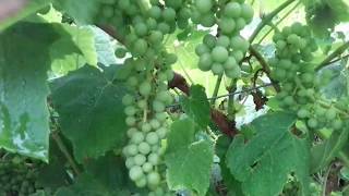 Growing grapes outdoors in cold climates [upl. by Ajdan]