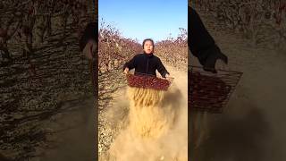 Amazing Chinese Red Dates  Dried Jujube Harvest from Farm With Rural Farmer shorts satisfying [upl. by Yrdnal701]