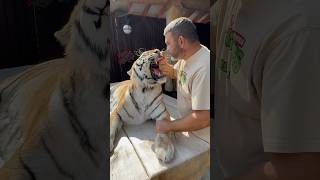 Wow tiger wildanimals wildlife wildcats wildnature bigcatswildlife animals [upl. by Malley]