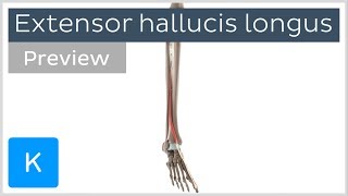 Functions of the extensor hallucis longus muscle preview  3D Human Anatomy  Kenhub [upl. by Ailimac830]