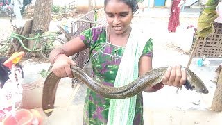 ఈల్ చేప ని ఎప్పుడైనా చూశారాHave you ever seen A eel Fish How to catch [upl. by Zeena]