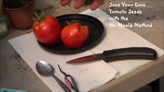 Save Tomato Seeds with the No Mold Method [upl. by Ardien]