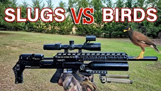 Slugs VS Birds FX Maverick Air Rifle Pest Control HuntingShooting Birds  Dairy Farm in Australia [upl. by Livia]