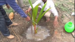 Coconut planting methodTiptur [upl. by Eelyahs819]