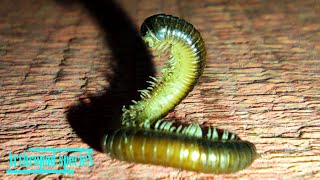 Diplopoda Species  Spirobolida Small Millipedes  Dying millipedes act like cobras 🐍 [upl. by Orabelle]