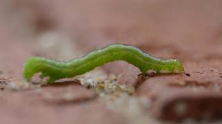 Inchworm Geometridae caterpillar [upl. by Anala]