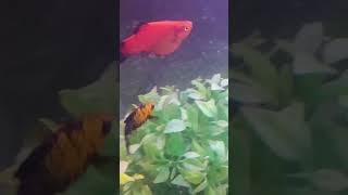 😍 Red platy fish 😍 Very Beautiful Colour 💯🔥 [upl. by Ynna782]