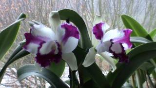 Cattleya  Lc Taiwan Beauty CM1 [upl. by Suruat754]