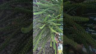 Araucaria Columnaris quotCook Pinequot [upl. by Rovner53]