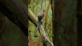 Beautiful Paradise Birds Never Seen Before ai oiseau nature birdslover [upl. by Emiline]