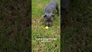 Staffy Puppy VS Lemon 🍋 bluestaffy dog englishstaffy [upl. by Croteau74]