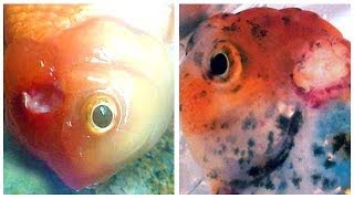 Medication  Cure for Goldfish HOLE IN THE HEAD Disease [upl. by Ydnis]