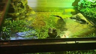 Baby Cuviers Dwarf Caiman aquarium enclosure plus tips and status update dwarfcaiman [upl. by Corrinne]