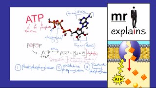 mr i explains Adenosine triphosphate ATP  Synthesis Properties and Uses [upl. by Bollen]