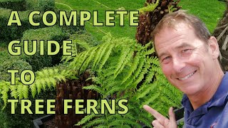 Tree Ferns Dicksonia Antarctica Complete Guide [upl. by Llerat]