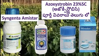 Azoxystrobin అజోక్సిస్ట్రోబిన్ 23 SC  Syngenta Amistar అమిస్టార్ fungicide in Telugu తెలుగు [upl. by Kassandra722]