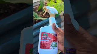 keep pest out of your garden with Bonide Captain Jacks Insecticidal Super Soap honestreview tips [upl. by Ruthanne]