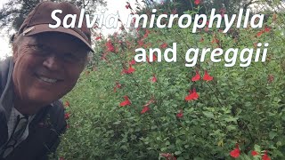 Salvia microphylla and greggii together  which is better [upl. by Bullis917]