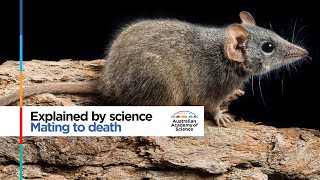 Mating to death the tough life of an antechinus [upl. by Gabbie864]