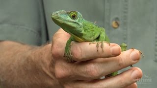 The Phylogenetic Tree of Anole Lizards — HHMI BioInteractive Video [upl. by Eiddet]