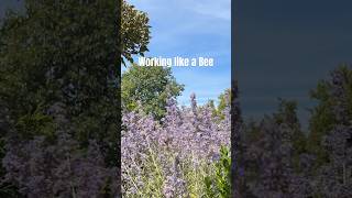 Working like a Bee bumblebee timelapse working [upl. by Cirillo]