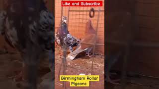 Birmingham Roller Pigeons [upl. by Ecnerewal]