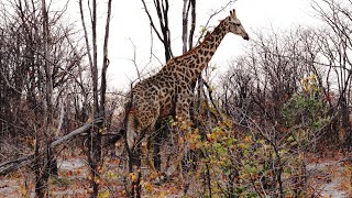 Many giraffes Giraffa camelopardalis encounters Okavango Delta Botswana [upl. by Yraek]