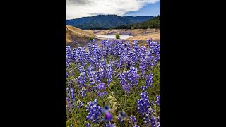 Lupines at Lake Oroville │ Butte County in Northern California [upl. by Eatnohs]