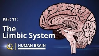 Limbic System  Human Brain Series  Part 11 [upl. by Aliekahs857]