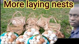 BRILLIANT IDEAS TO SUCCESSFUL POULTRY FARMING [upl. by Gnouhk]