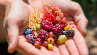 Harvesting 12 DIFFERENT kinds of BERRIES at ONCE from the GARDEN [upl. by Ahseihs833]