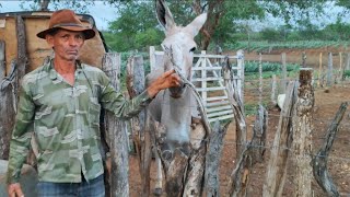 REPORTER DOS MACACO MOSTRA SEU JUMENTO O DIA DIA NO SÍTIO FAZENDO A RESENHA [upl. by Yrotciv]