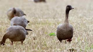 Pink footed geese at Montrose Basin [upl. by Anahsat]