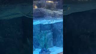 Jakarta Aquarium viral shorts aquarium destination kinara Jakarta travel [upl. by Ellerret142]