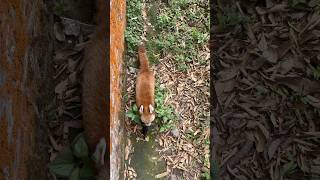 Beautiful Red Panda 🐼 🐾 Up Close😲nature travel wildlife shorts indiatourism redpanda wow [upl. by Ardnazxela]