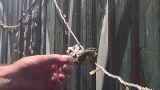 baby olivebacked sunbird  shown flower by hand  nesting in Townsville [upl. by Atenaz]