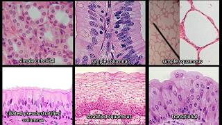 Identifying Epithelium  Review and Practice Questions [upl. by Pillsbury]