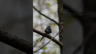 Colourful Male Blackthroated Blue Warbler Setophaga caerulescensbirds birding nature wildlife [upl. by Hentrich708]