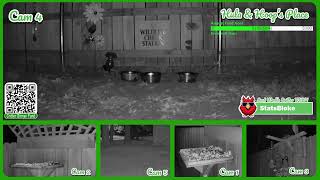 Critter Cam In North East Texas [upl. by Esilanna]