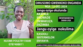 OMUSOMO GWABALUNZI NE NUUWE POULTRY FARM JANGU OYIGE OKULUNDA ENKONKO ENGANDA [upl. by Anawek]