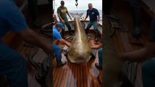 Giant Snakehead Sea Monster – A Terrifying Catch on the Boat [upl. by Sevy]