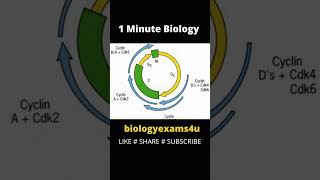 Regulation of Cell Cycle  Cyclins and CDKs cellcycle cyclins biologyexams4u [upl. by Proctor]