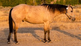 🍁Buster Cody Horse Sale 2025🍁 [upl. by Hochman982]