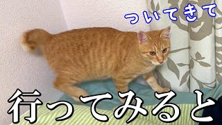 元野良猫が「ついて来て」鳴いて訴えるので行ってみると…【保護4日目】 [upl. by Tanitansy826]