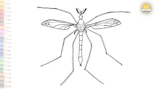 Crane fly easy drawings  Insect diagrams  How to draw Crane fly step by step simply  artjanag [upl. by Nitsugua]