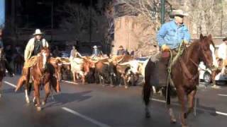 Longhorns in Downtown Denver [upl. by Longfellow592]