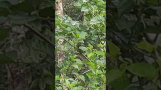 white cheeked barbet kutturuvan eating mulberries [upl. by Ulrica]