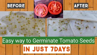 How to germinate Tomato seeds in paper towel [upl. by Nyved739]