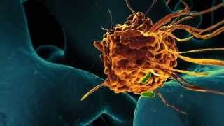 Bacteria vs Macrophages The Amazing Battle That Takes Place Inside Your Body [upl. by Inman]